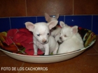 Cachorros Chihuahuas preciosos. 600 - mejor precio | unprecio.es