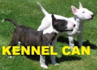 cachorros de bullterrier - mejor precio | unprecio.es