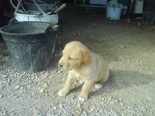 CACHORROS DE LABRADOR RETRIEVER