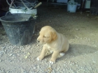 CACHORROS DE LABRADOR RETRIEVER - mejor precio | unprecio.es