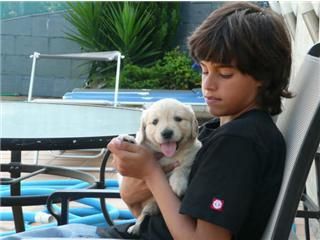 EXTRAORDINARIA CAMADA DE GOLDEN RETRIEVER PEDIGREE BUENA LINEA DE SANGRE