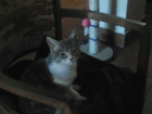 Gatita de 4 meses - mejor precio | unprecio.es
