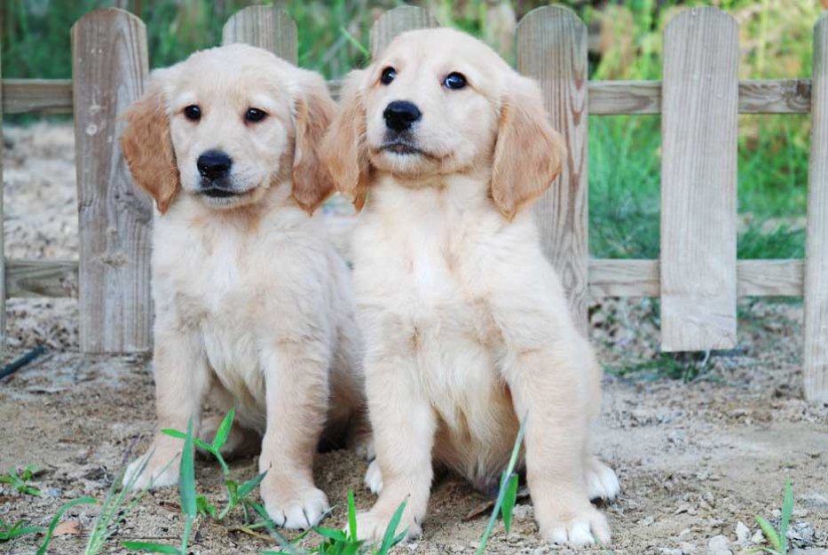 Golden seriedad y garantia