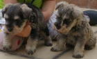 schnauzer miniatura sal y pimienta 360 euros. - mejor precio | unprecio.es