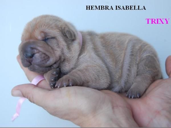 SHAR PEI,SHARPEI ISABELLAS (CANELAS CON GENES AZULES)