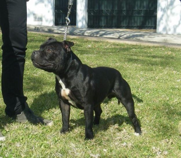 Staffordshire bull terrier , pedigree campeones como Crossguns Inside Out, Valgo Casanova