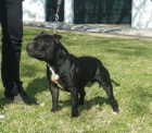 Staffordshire bull terrier , pedigree campeones como Crossguns Inside Out, Valgo Casanova - mejor precio | unprecio.es