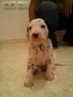 vendo dalmata - mejor precio | unprecio.es