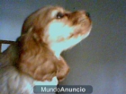 3 CACHORAS DE COCKER - mejor precio | unprecio.es