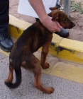 CACHORRO CRUCE DE DOBERMAN EN ADOPCION - mejor precio | unprecio.es