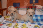 Cachorros de golden retriever - mejor precio | unprecio.es