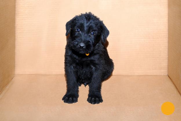 Cachorros de Schnauzer Gigante, 400 euros