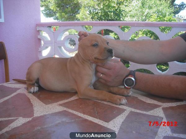 camada american stafford