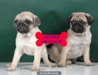 Carlino ¡cachorros a buen precio - mejor precio | unprecio.es
