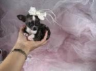 Chihuahuas muy Economicos - mejor precio | unprecio.es