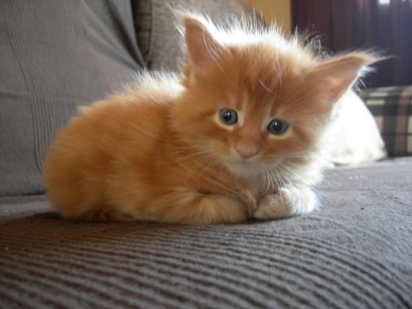 GATITOS MAINE COON