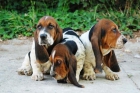 Los mejores cachorros de Basset hound, aprovecha - mejor precio | unprecio.es