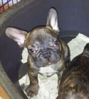 MACHO BULLDOG FRANCES. NEGRO ATIGRADO. GARANTIAS. LOE - mejor precio | unprecio.es