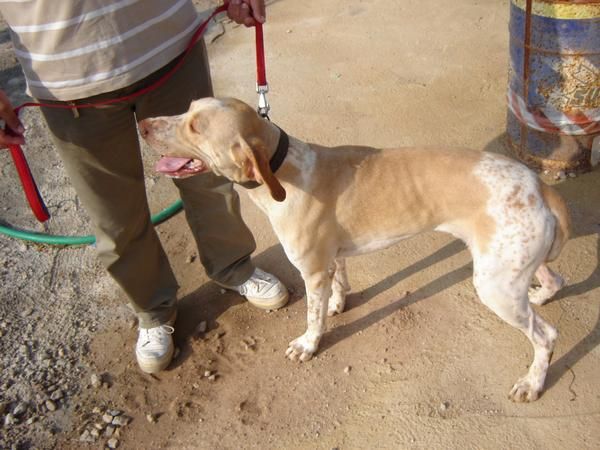 perro de caza. braco cruzado con pointer