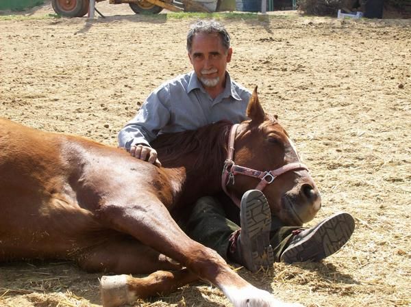 RECUPERACION Y RETIRO DE CABALLOS ARABES VALENCIA