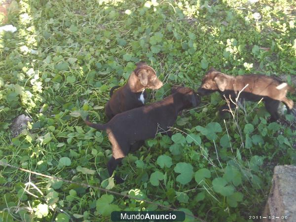 Regalo Cachorritos