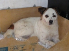 remo, muy cariñoso - mejor precio | unprecio.es