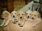 SE VENDE CAMADA DE GOLDEN RETRIVER - mejor precio | unprecio.es