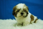 THSI-ZU_CACHORROS BICOLOR CON TOTALES GARANTIAS|| - mejor precio | unprecio.es