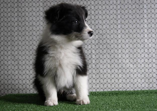 Autenticos Border Collie negros y blancos con LOE