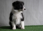 Autenticos Border Collie negros y blancos con LOE - mejor precio | unprecio.es
