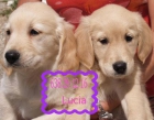 Bellisismos cachorros de Labrador - mejor precio | unprecio.es