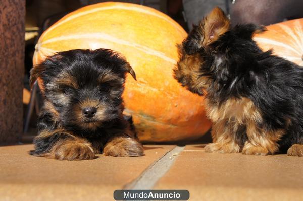 Cachorros de yorkshire Toy