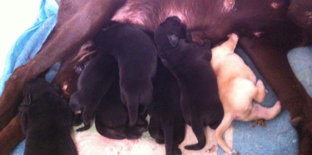 Camada labradores