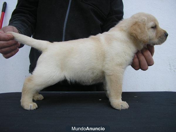 Excelente camada de Labrador Retriever