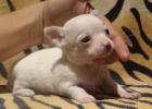 HEMBRA CHIHUAHUA - mejor precio | unprecio.es