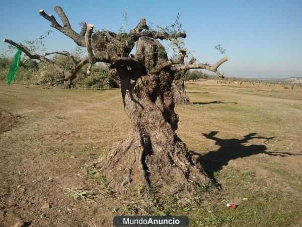 olivos centenarios y singulares