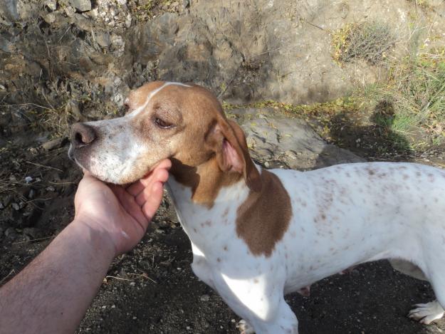 pointer lineas italianas