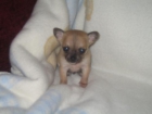 vendo chihuahua machito toy - mejor precio | unprecio.es