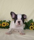 Cachorros de Bulldog Frances 150 - mejor precio | unprecio.es