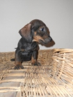 cachorros de teckel - mejor precio | unprecio.es