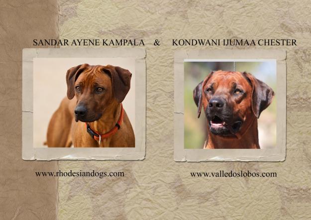 cachorros Rhodesian Ridgeback