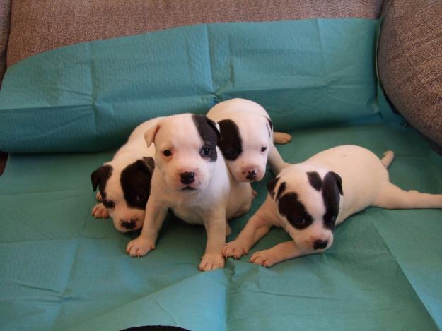 CAMADA STANFORD SHIRE BULL TERRIER