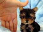 LINDOS YORKSHIRE TERRIER TOY A 400 EUROS - mejor precio | unprecio.es