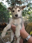 Preciosa cachorrita cruce de Husky busca un hogar - mejor precio | unprecio.es