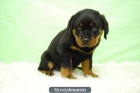 Rottweiler, cachorritos de priemera calidad, ven a verlos - mejor precio | unprecio.es