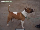 Se vende camada Bull Terrier - mejor precio | unprecio.es