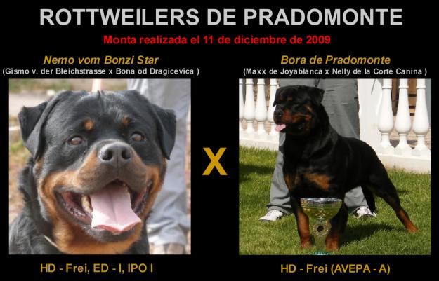SE VENDEN CACHORROS  ALTA CALIDAD LAS MEJORES LINEAS DE EUROPA PERROS CON MUCHO HUESO