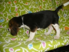 Vendo extraordinarios cachorros de Beagle - mejor precio | unprecio.es