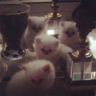 Venta de gatitos persa preciosos - mejor precio | unprecio.es