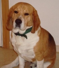 adoptar beagle de 6 años. - mejor precio | unprecio.es